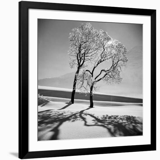 Trees in the Snow-Alfred Eisenstaedt-Framed Photographic Print