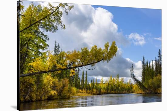 Trees in the upper reaches of the Lena River, Baikalo-Lensky Reserve, Siberia, Russia-Olga Kamenskaya-Stretched Canvas