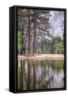 Trees in the Valley, Yosemite National Park-Vincent James-Framed Stretched Canvas