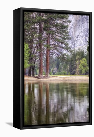 Trees in the Valley, Yosemite National Park-Vincent James-Framed Stretched Canvas