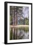 Trees in the Valley, Yosemite National Park-Vincent James-Framed Photographic Print