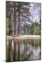 Trees in the Valley, Yosemite National Park-Vincent James-Mounted Photographic Print