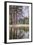 Trees in the Valley, Yosemite National Park-Vincent James-Framed Photographic Print