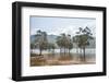 Trees in the water, Blue River Provincial Park, Yate, New Caledonia, Pacific-Michael Runkel-Framed Photographic Print