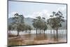 Trees in the water, Blue River Provincial Park, Yate, New Caledonia, Pacific-Michael Runkel-Mounted Photographic Print