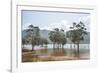 Trees in the water, Blue River Provincial Park, Yate, New Caledonia, Pacific-Michael Runkel-Framed Photographic Print