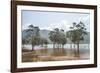 Trees in the water, Blue River Provincial Park, Yate, New Caledonia, Pacific-Michael Runkel-Framed Photographic Print