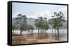 Trees in the water, Blue River Provincial Park, Yate, New Caledonia, Pacific-Michael Runkel-Framed Stretched Canvas