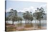 Trees in the water, Blue River Provincial Park, Yate, New Caledonia, Pacific-Michael Runkel-Stretched Canvas