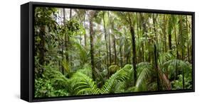 Trees in Tropical Rainforest, Eungella National Park, Mackay, Queensland, Australia-null-Framed Stretched Canvas
