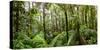 Trees in Tropical Rainforest, Eungella National Park, Mackay, Queensland, Australia-null-Stretched Canvas