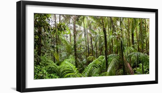 Trees in Tropical Rainforest, Eungella National Park, Mackay, Queensland, Australia-null-Framed Premium Photographic Print