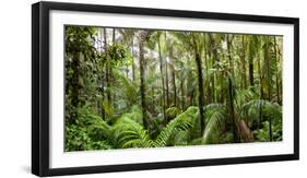 Trees in Tropical Rainforest, Eungella National Park, Mackay, Queensland, Australia-null-Framed Premium Photographic Print