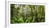 Trees in Tropical Rainforest, Eungella National Park, Mackay, Queensland, Australia-null-Framed Premium Photographic Print