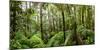 Trees in Tropical Rainforest, Eungella National Park, Mackay, Queensland, Australia-null-Mounted Premium Photographic Print