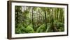 Trees in Tropical Rainforest, Eungella National Park, Mackay, Queensland, Australia-null-Framed Photographic Print