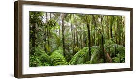 Trees in Tropical Rainforest, Eungella National Park, Mackay, Queensland, Australia-null-Framed Photographic Print