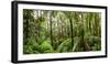 Trees in Tropical Rainforest, Eungella National Park, Mackay, Queensland, Australia-null-Framed Photographic Print