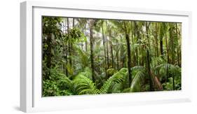 Trees in Tropical Rainforest, Eungella National Park, Mackay, Queensland, Australia-null-Framed Photographic Print