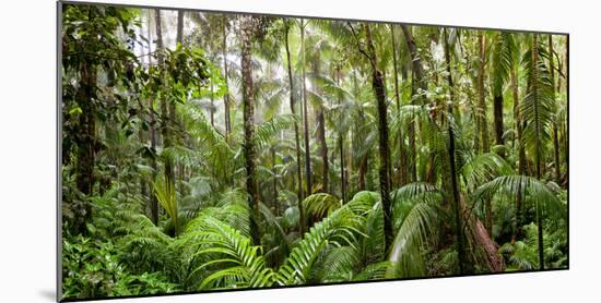 Trees in Tropical Rainforest, Eungella National Park, Mackay, Queensland, Australia-null-Mounted Photographic Print