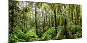 Trees in Tropical Rainforest, Eungella National Park, Mackay, Queensland, Australia-null-Mounted Photographic Print
