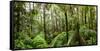 Trees in Tropical Rainforest, Eungella National Park, Mackay, Queensland, Australia-null-Framed Stretched Canvas