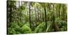 Trees in Tropical Rainforest, Eungella National Park, Mackay, Queensland, Australia-null-Stretched Canvas