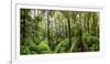 Trees in Tropical Rainforest, Eungella National Park, Mackay, Queensland, Australia-null-Framed Photographic Print