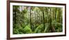 Trees in Tropical Rainforest, Eungella National Park, Mackay, Queensland, Australia-null-Framed Photographic Print