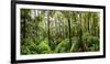 Trees in Tropical Rainforest, Eungella National Park, Mackay, Queensland, Australia-null-Framed Photographic Print