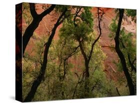 Trees in Zion National Park-null-Stretched Canvas