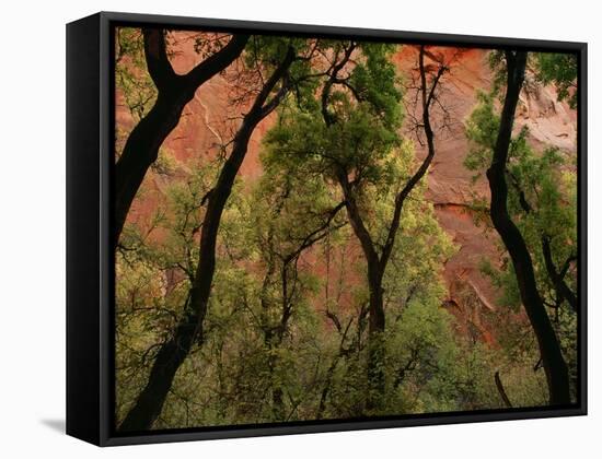 Trees in Zion National Park-null-Framed Stretched Canvas