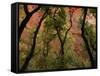 Trees in Zion National Park-null-Framed Stretched Canvas