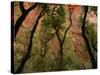 Trees in Zion National Park-null-Stretched Canvas