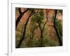 Trees in Zion National Park-null-Framed Photographic Print