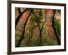 Trees in Zion National Park-null-Framed Photographic Print