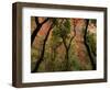 Trees in Zion National Park-null-Framed Photographic Print