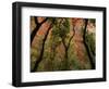 Trees in Zion National Park-null-Framed Photographic Print