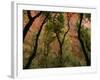 Trees in Zion National Park-null-Framed Photographic Print