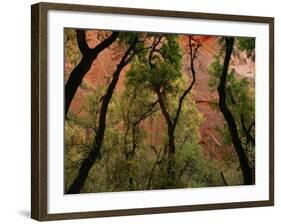 Trees in Zion National Park-null-Framed Photographic Print