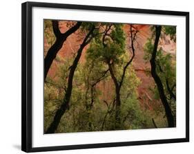 Trees in Zion National Park-null-Framed Photographic Print