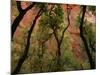 Trees in Zion National Park-null-Mounted Photographic Print