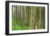 Trees, Isle of Arran, Firth of Clyde, Scotland, UK-Nadia Isakova-Framed Photographic Print