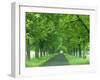 Trees Line Rural Road Near Orcival in the Auvergne, France-Michael Busselle-Framed Photographic Print