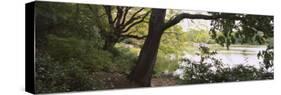 Trees Near a Pond in a Public Park, Central Park, Manhattan, New York City, New York, USA-null-Stretched Canvas