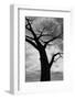 Trees of Bosque series, after a control burn for eastern red cedar, Bosque del Apache, New Mexico-Maresa Pryor-Luzier-Framed Photographic Print