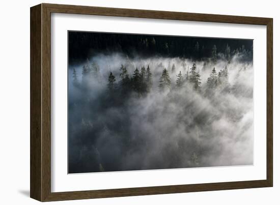 Trees of forest hidden by morning fog at dawn, Dolomites, Italy, Europe-Roberto Moiola-Framed Photographic Print