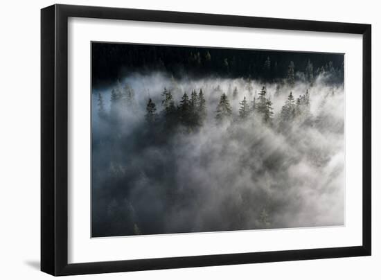 Trees of forest hidden by morning fog at dawn, Dolomites, Italy, Europe-Roberto Moiola-Framed Photographic Print