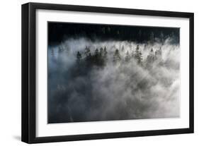 Trees of forest hidden by morning fog at dawn, Dolomites, Italy, Europe-Roberto Moiola-Framed Photographic Print