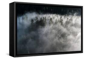 Trees of forest hidden by morning fog at dawn, Dolomites, Italy, Europe-Roberto Moiola-Framed Stretched Canvas